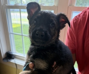 Medium German Shepherd Dog