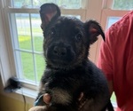 Puppy Light Blue German Shepherd Dog