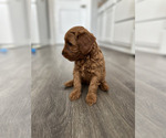 Small #3 Goldendoodle (Miniature)