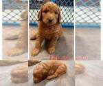Small #8 Goldendoodle