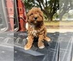 Small #5 Miniature Pinscher-Poodle (Toy) Mix