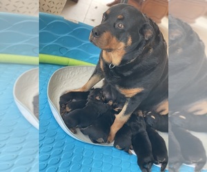 Mother of the Rottweiler puppies born on 04/19/2025