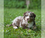 Small #2 Bernedoodle