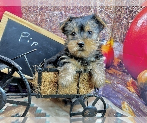 Medium Photo #4 Yorkshire Terrier Puppy For Sale in CASSVILLE, MO, USA