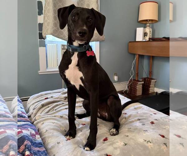 Medium Photo #3 Labrador Retriever-Unknown Mix Puppy For Sale in Boston, MA, USA