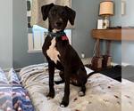 Small #2 Labrador Retriever Mix