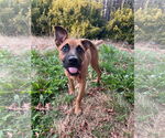 Small #10 Black Mouth Cur Mix