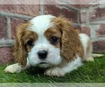 Small #1 Cavalier King Charles Spaniel