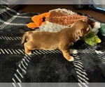 Small #5 Yorkshire Terrier