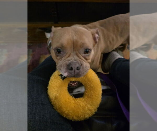 Medium Photo #2 American Bulldog Puppy For Sale in Brights Grove, Ontario, Canada