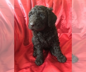 Goldendoodle-Poodle (Toy) Mix Puppy for sale in TACOMA, WA, USA