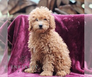 Poodle (Miniature) Puppy for sale in DRY RUN, PA, USA