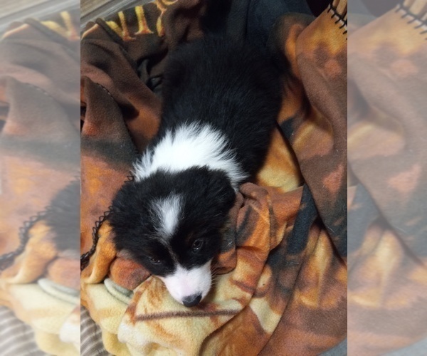 Medium Photo #2 Border-Aussie Puppy For Sale in COOS BAY, OR, USA