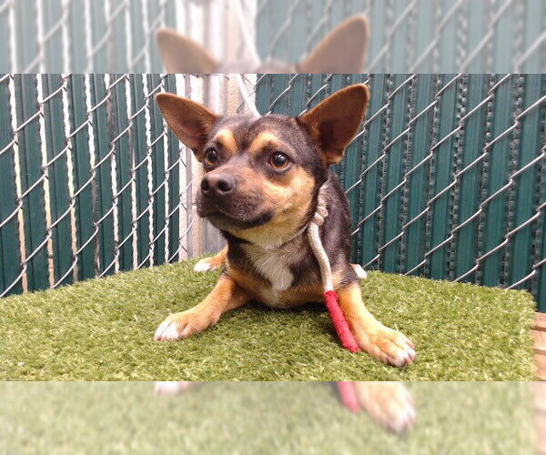 Medium Photo #1 Chihuahua Puppy For Sale in Downey, CA, USA