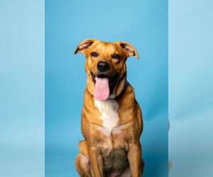 Labrador Retriever-Unknown Mix Dogs for adoption in Rowlett, TX, USA