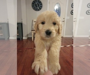 Goldendoodle Puppy for sale in TROY, MO, USA