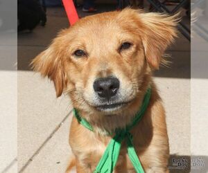 Labrador Retriever-Unknown Mix Dogs for adoption in Washington, DC, USA