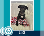 Small #1 Labrador Retriever Mix