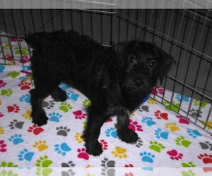 Schnoodle (Miniature) Puppy for sale in ORO VALLEY, AZ, USA