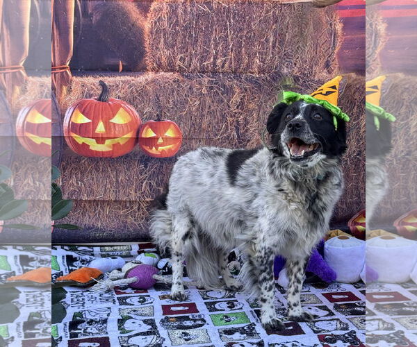 Medium Photo #1 Australian Shepherd-Unknown Mix Puppy For Sale in Lake Elsinore, CA, USA