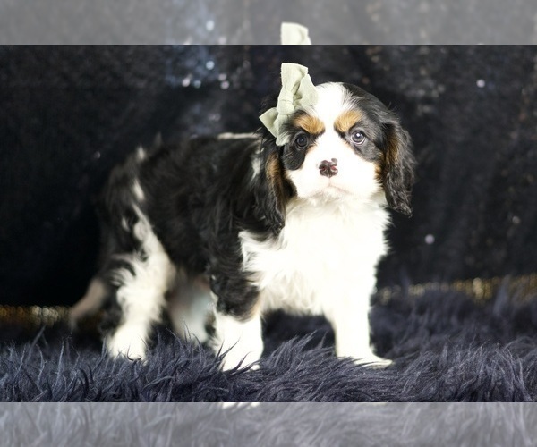 Medium Photo #4 Cavalier King Charles Spaniel Puppy For Sale in WARSAW, IN, USA