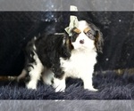 Small Photo #57 Cavalier King Charles Spaniel Puppy For Sale in WARSAW, IN, USA