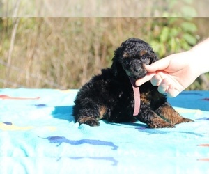 Poodle (Toy) Puppy for sale in UNION CITY, TN, USA
