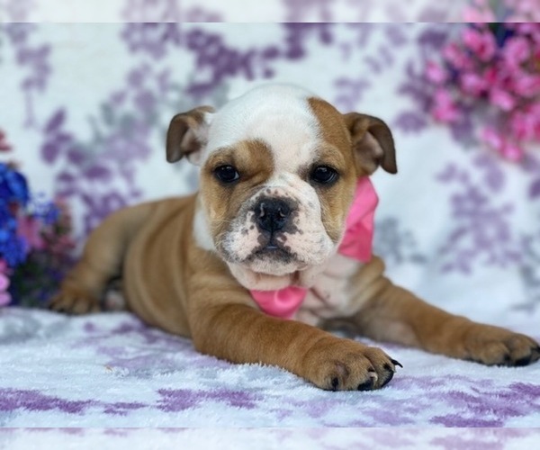 Medium Photo #4 English Bulldog Puppy For Sale in HONEY BROOK, PA, USA