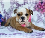 Small Photo #4 English Bulldog Puppy For Sale in HONEY BROOK, PA, USA