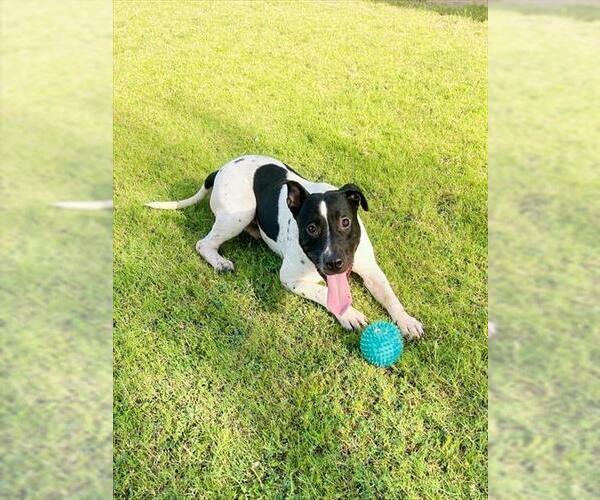 Medium Photo #1 American Pit Bull Terrier-Unknown Mix Puppy For Sale in Riverside, CA, USA