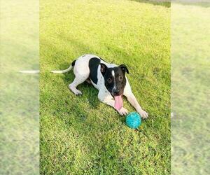 Medium American Pit Bull Terrier Mix