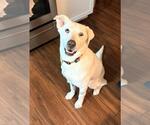 Small #2 Siberian Husky Mix