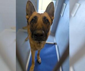 German Shepherd Dog Dogs for adoption in Downey, CA, USA