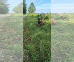 Small #1 Mutt