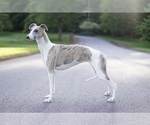 Small Photo #1 Whippet Puppy For Sale in ONEIDA, TN, USA