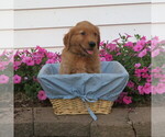 Puppy D Blue collar English Cream Golden Retriever