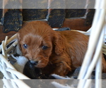 Small Photo #8 Cavapoo (Miniature) Puppy For Sale in GREENWOOD, WI, USA