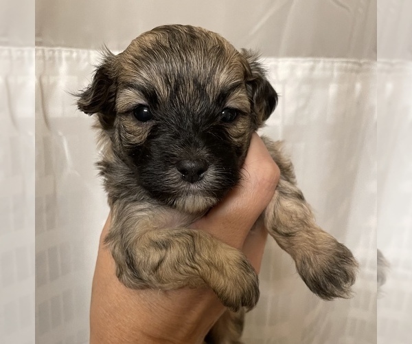 Medium Photo #7 Maltese-Maltipoo Mix Puppy For Sale in HERNDON, VA, USA