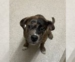 Small #1 Catahoula Leopard Dog