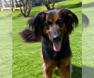 Daisy Ann - Adopt Me! - Female German Shepherd Dog-Unknown Mix Dog for Adoption - Photo #24