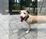 Small #6 Catahoula Leopard Dog Mix