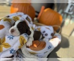 Small #4 English Springer Spaniel