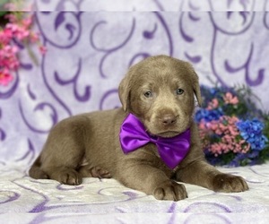 Labrador Retriever Puppy for sale in LANCASTER, PA, USA