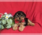 Small Photo #6 YorkiePoo Puppy For Sale in LINCOLN UNIVERSITY, PA, USA