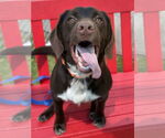 Small #2 Labrador Retriever Mix