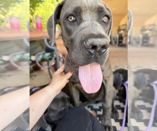 Medium Photo #1 Mutt Puppy For Sale in Goodyear, AZ, USA