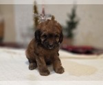 Small #6 Goldendoodle (Miniature)