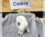 Puppy Cookie English Setter