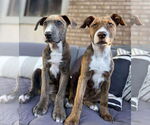 Small #3 American Staffordshire Terrier Mix