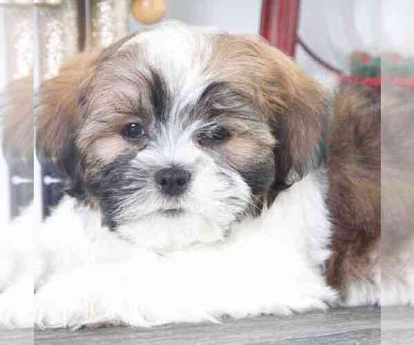 Medium Photo #2 Shih Tzu Puppy For Sale in RED LION, PA, USA